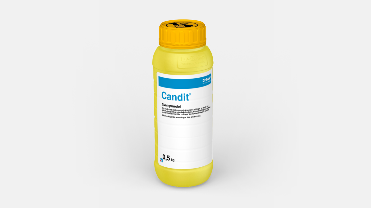 Candit - 58055729