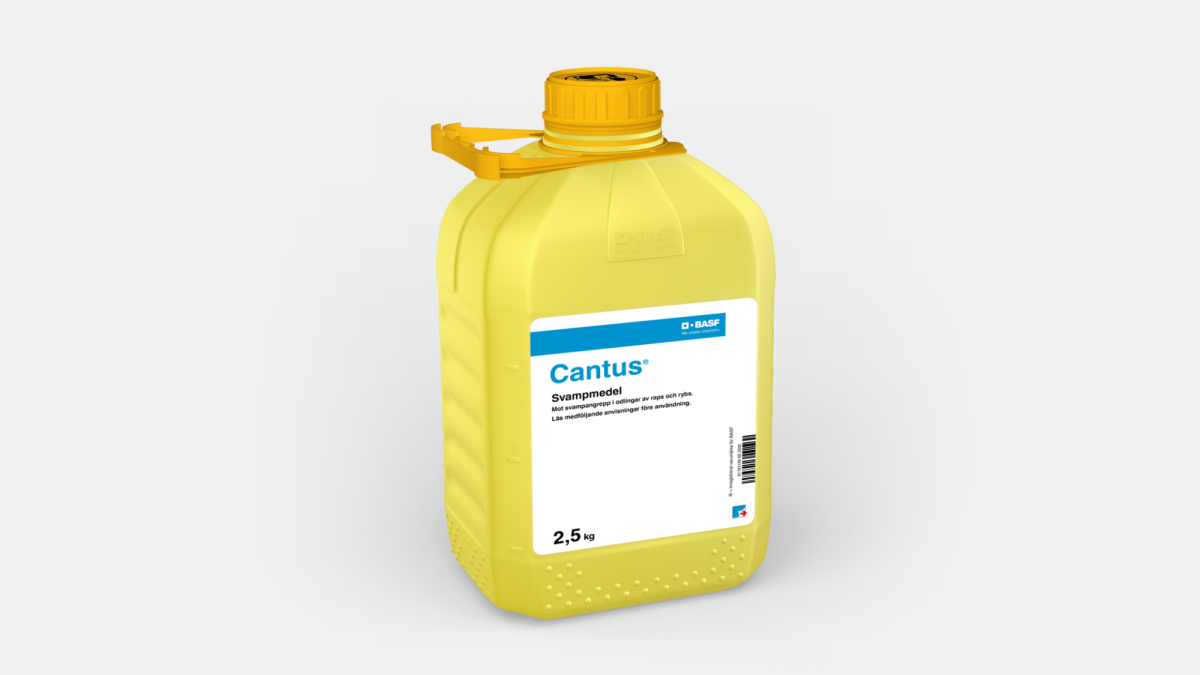 Cantus - 58049414