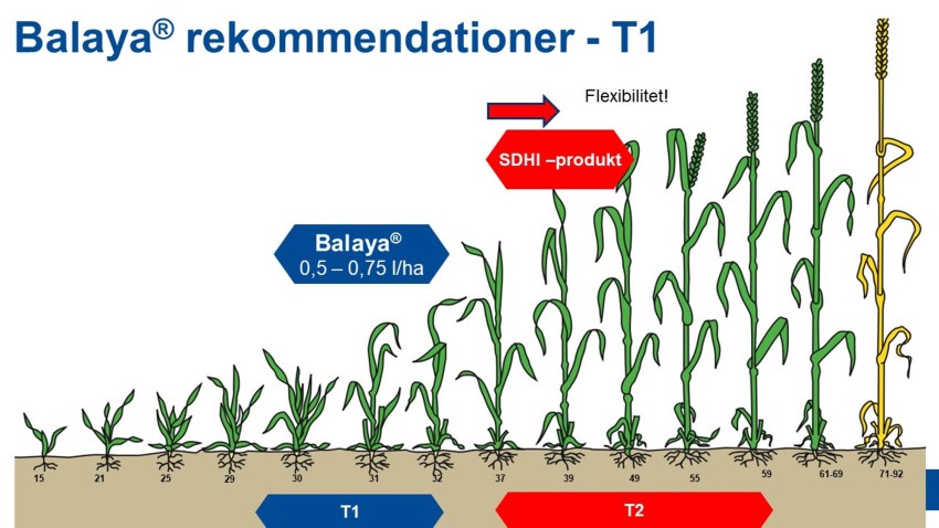 Balaya® rekommendationer - T1