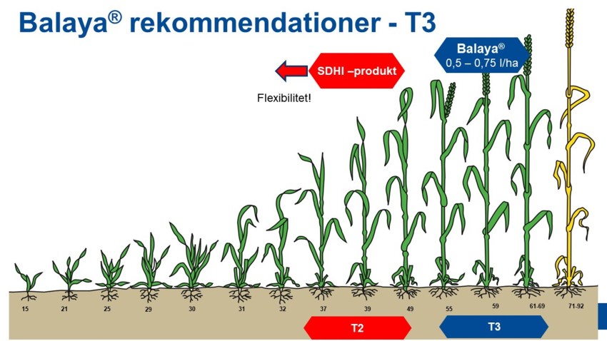 Balaya® rekommendationer - T3