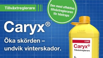 Caryx® - Tillväxtregulering i höstraps
