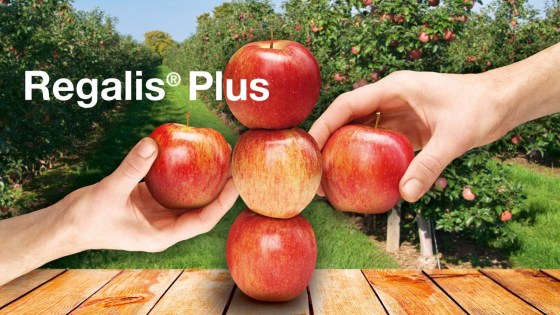 Tillväxtreglering i äpple och päron – Regalis® Plus 