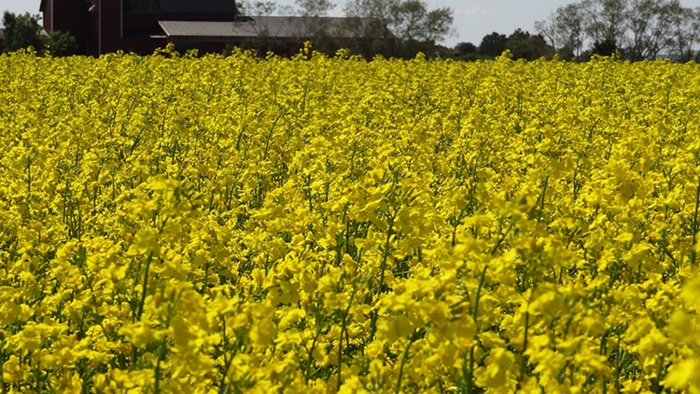 Raps - BASF Agricultural Solutions Sverige