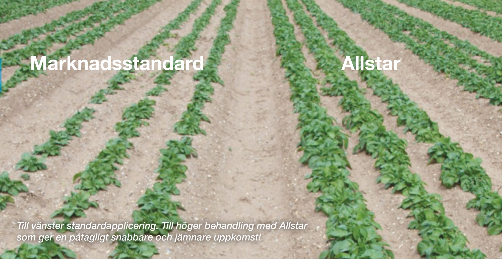 Allstar plantor i fält med bildtext