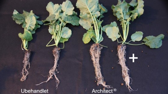 40 dagar efter behandling