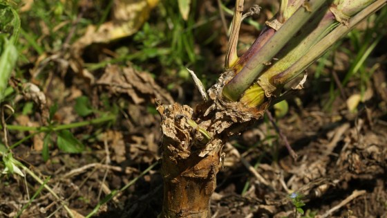 Optimalt skydd mot sjukdomar