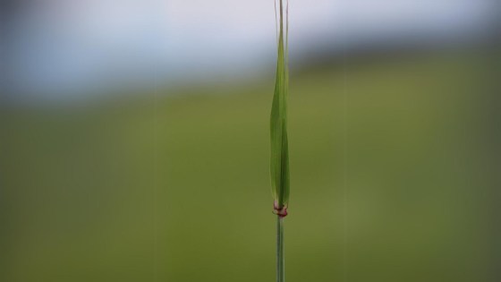 Terpal