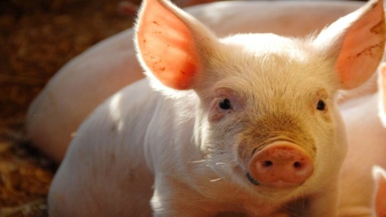 Better Pork projektet