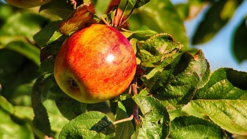 Äpple
