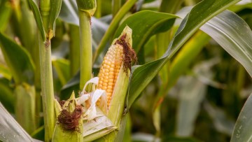 Majs (Zea mays)