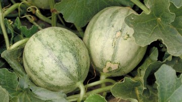 Melon