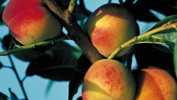 Frukt