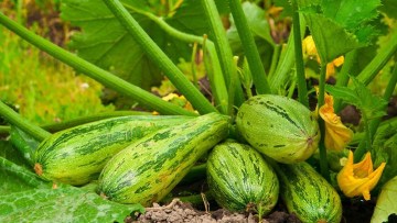 Squash